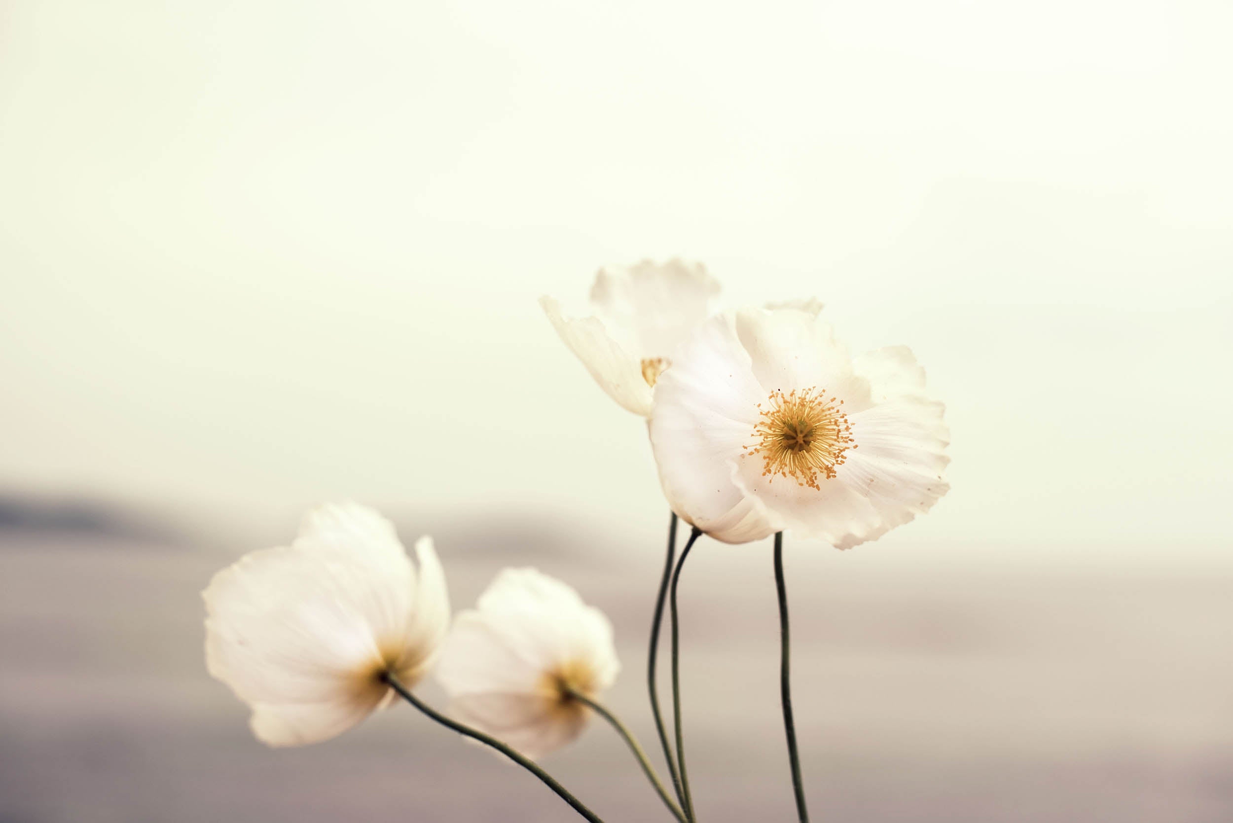 Zachte Witte Klaprozen - LW00490 Fotobehang