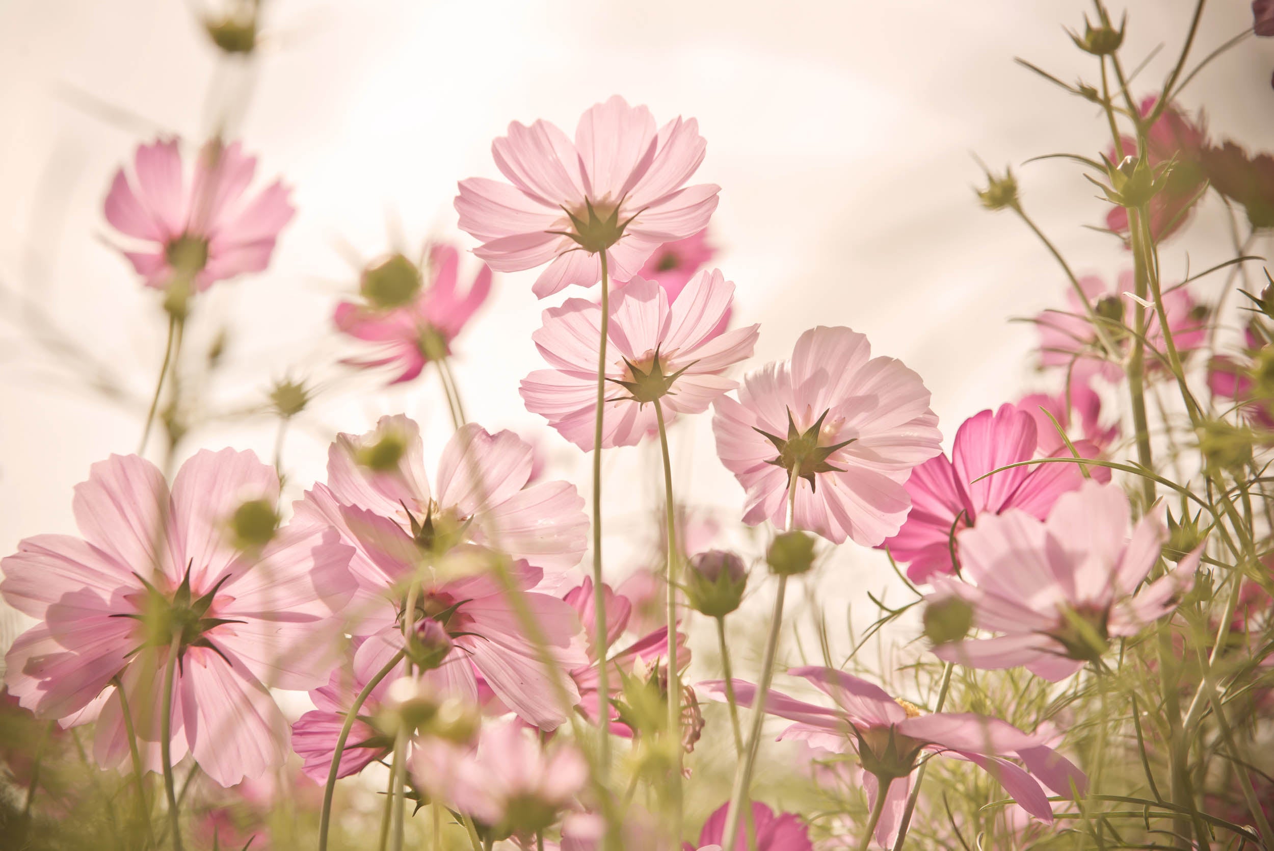 Zachtroze Bloesems - LW00460 Fotobehang