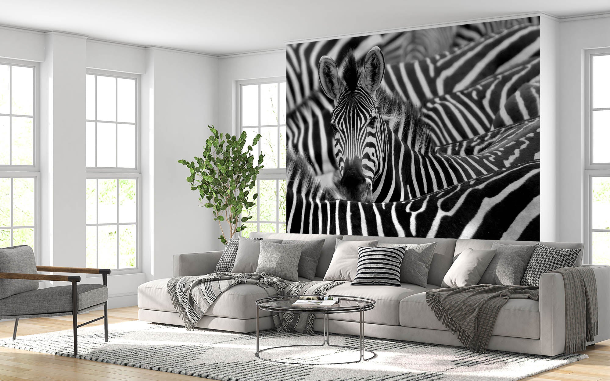 Zebra uitgelicht in kudde - LW00216 Fotobehang