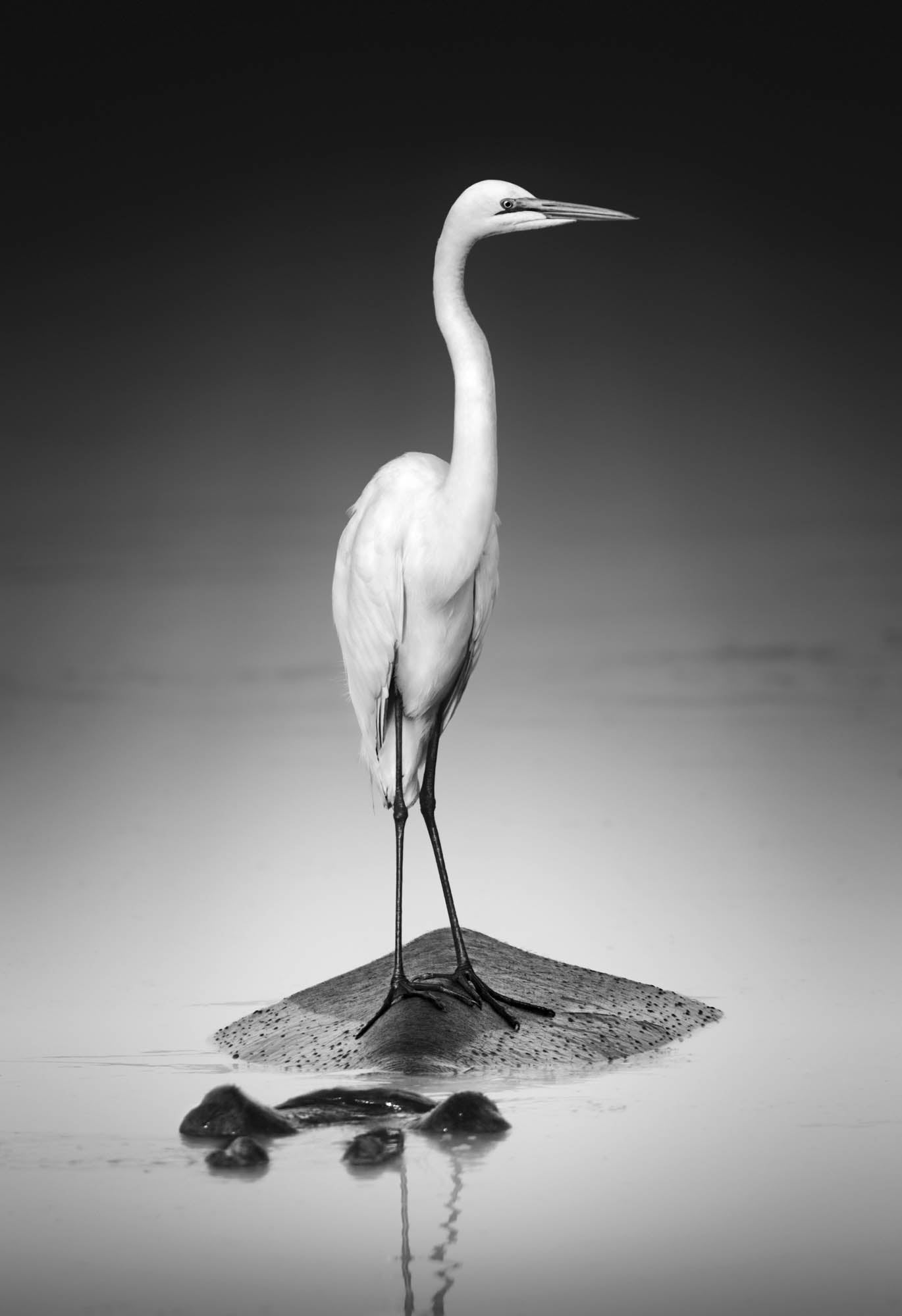 Great Egret - LW00207
