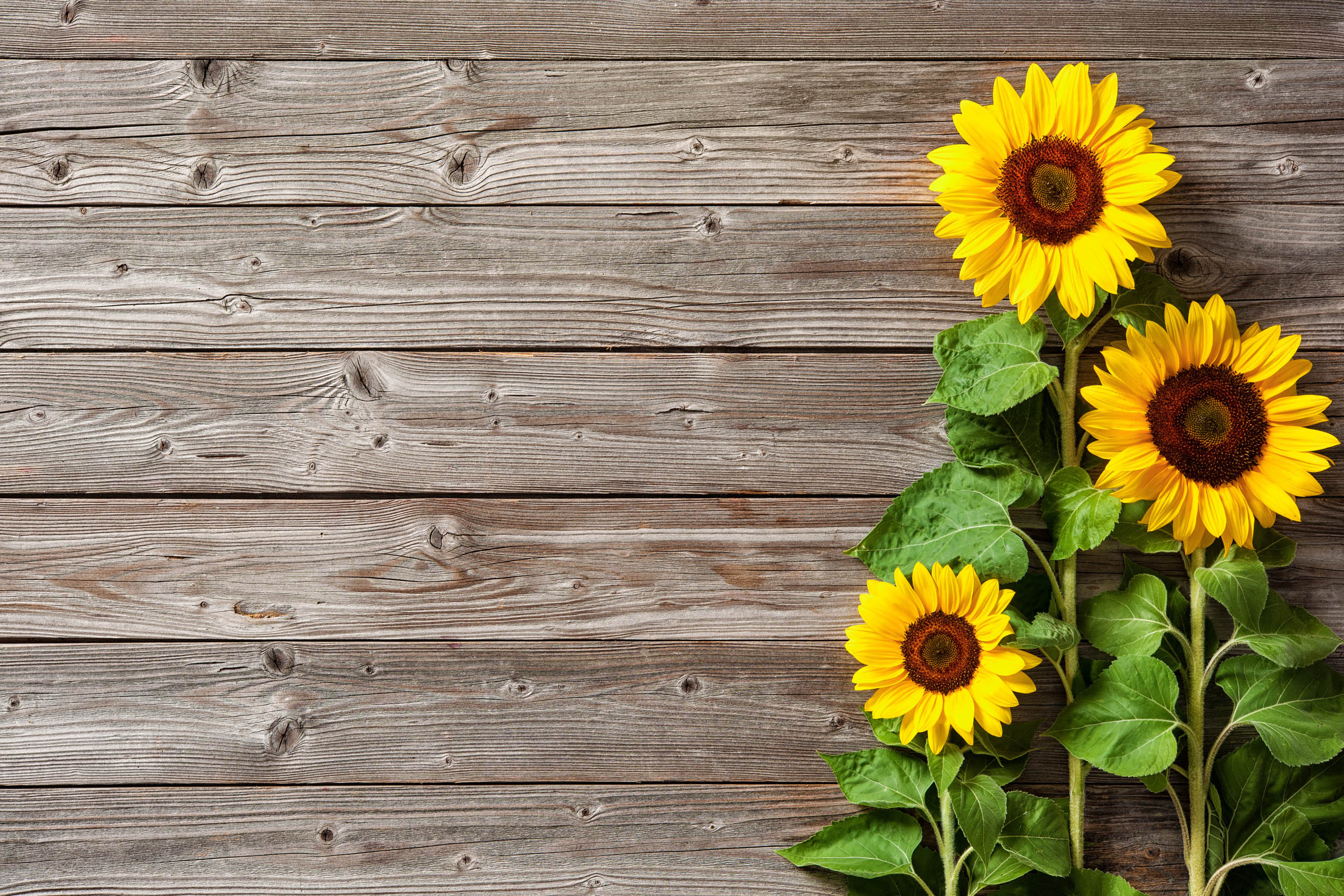 Zonnebloemen op Hout - LW00481