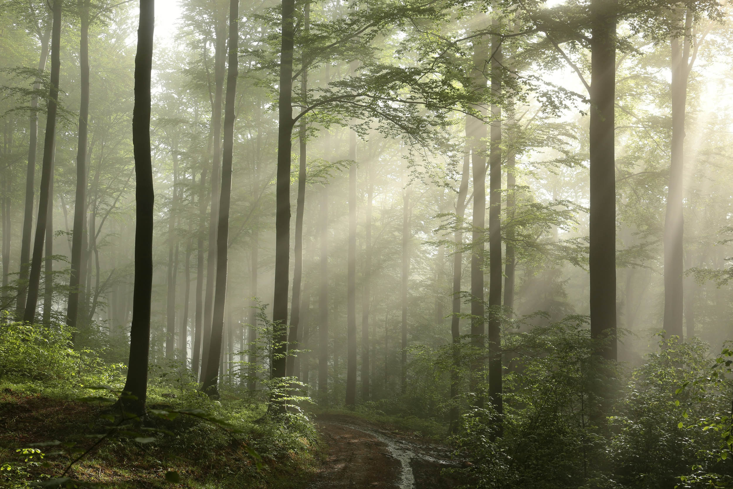 Zonverlicht Bos - LW00666 Fotobehang