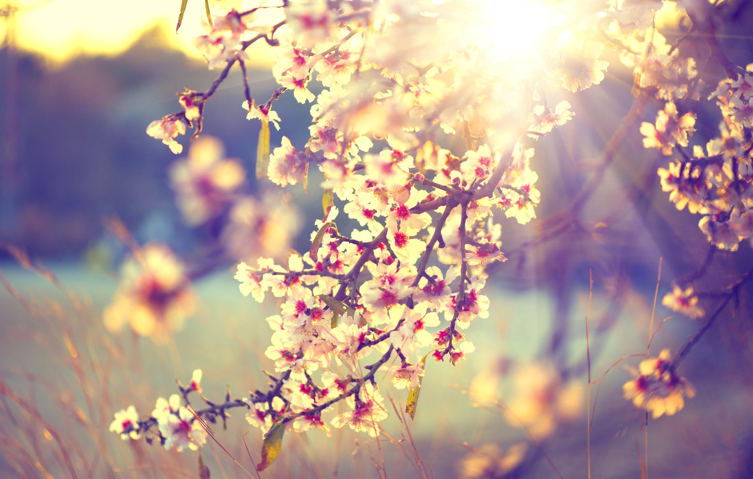 Zonverlichte Kersenbloesem - LW00463 Fotobehang