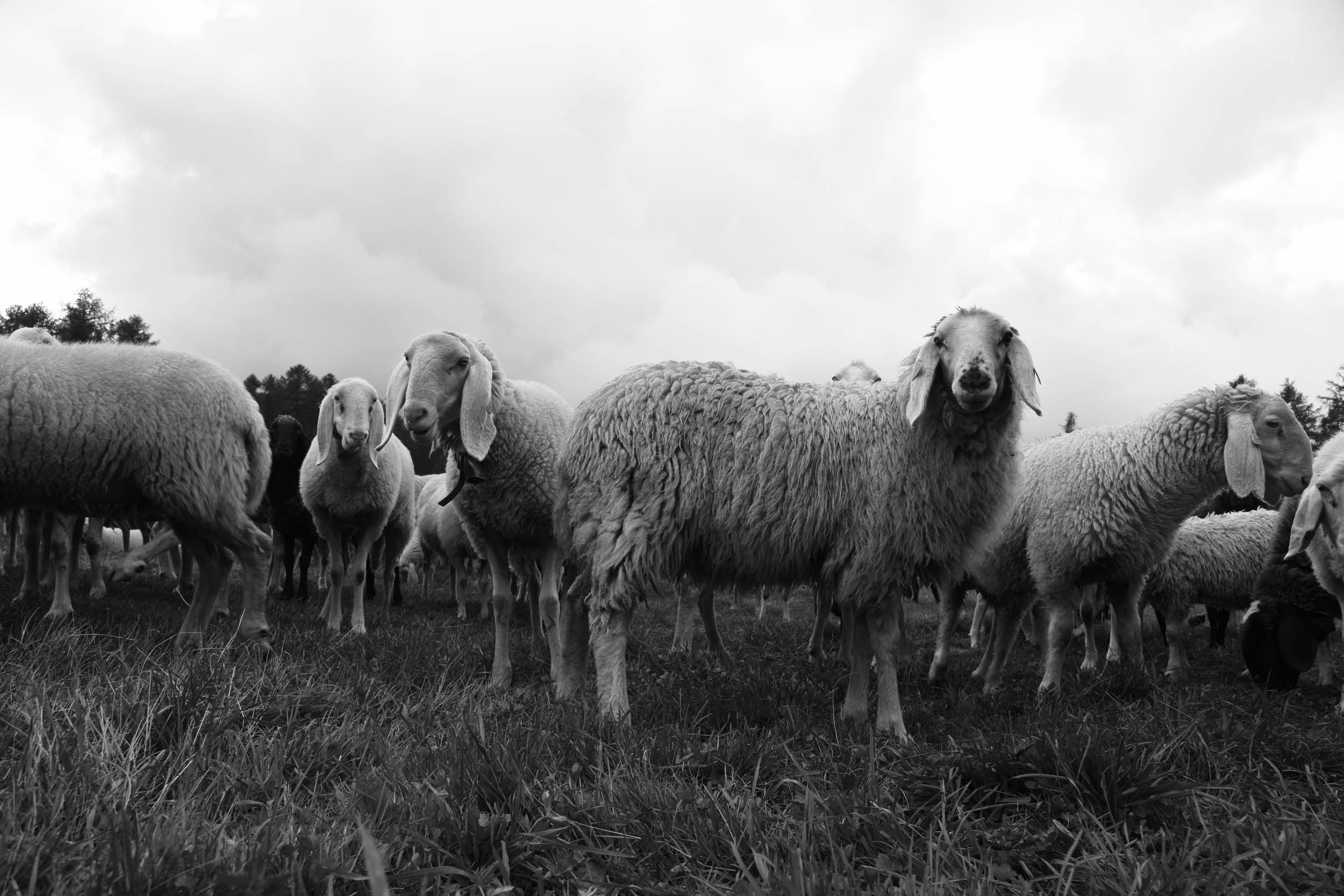 Zwart-witte Schapen in het Veld - LW00841