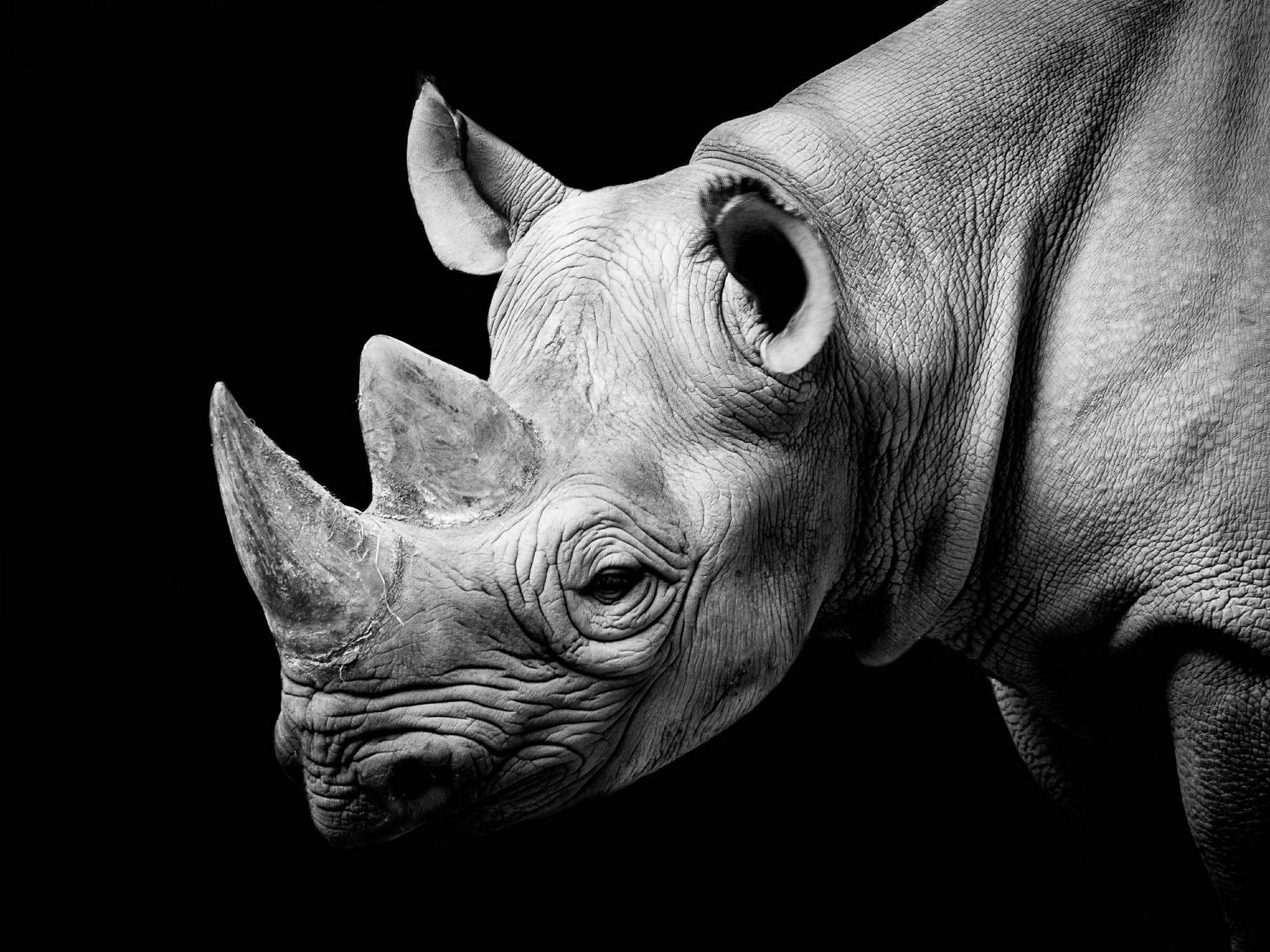 Zwarte neushoorn - LW00213 Fotobehang