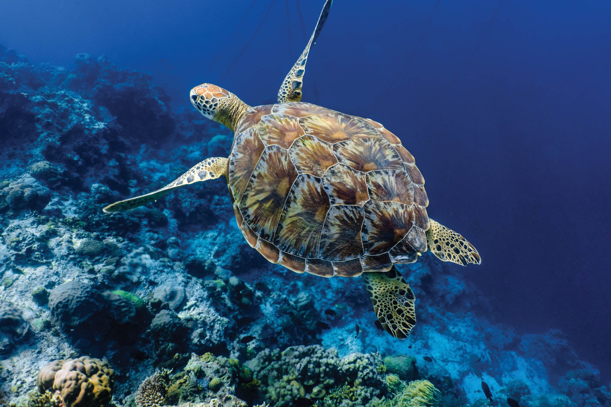 Zwemmende schildpad - LW00188 Fotobehang